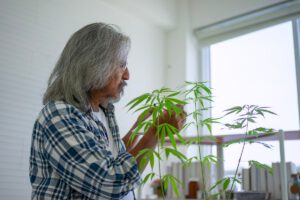 Scientist Research Cannabis At Laboratory Room.